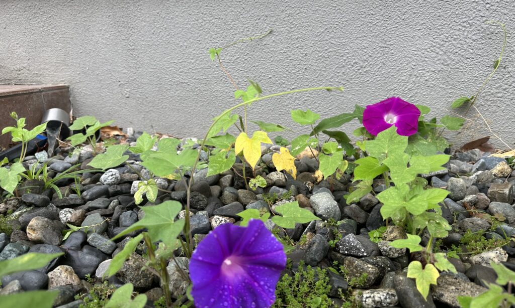 朝顔